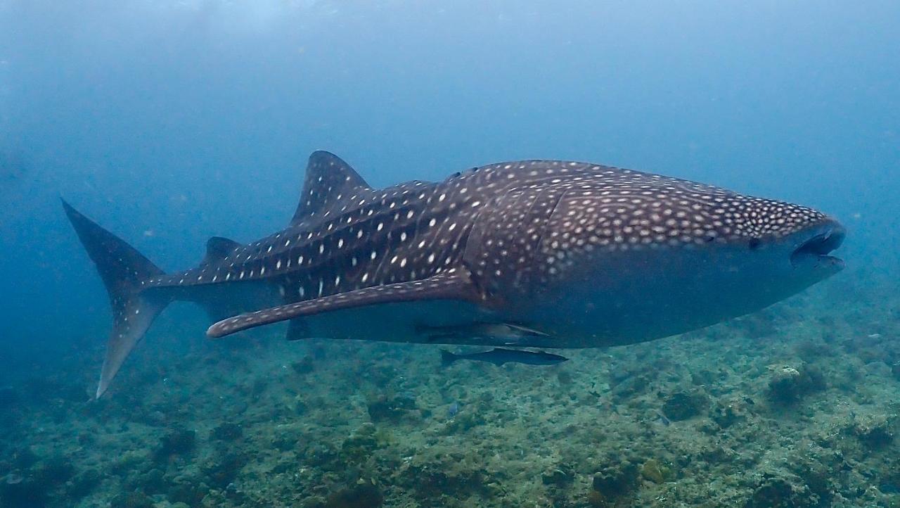 Boutique Beach All Inclusive Diving Hotel Dhigurah  Luaran gambar