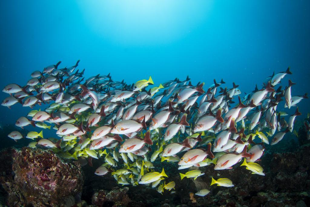 Boutique Beach All Inclusive Diving Hotel Dhigurah  Luaran gambar