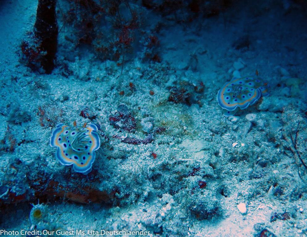 Boutique Beach All Inclusive Diving Hotel Dhigurah  Luaran gambar