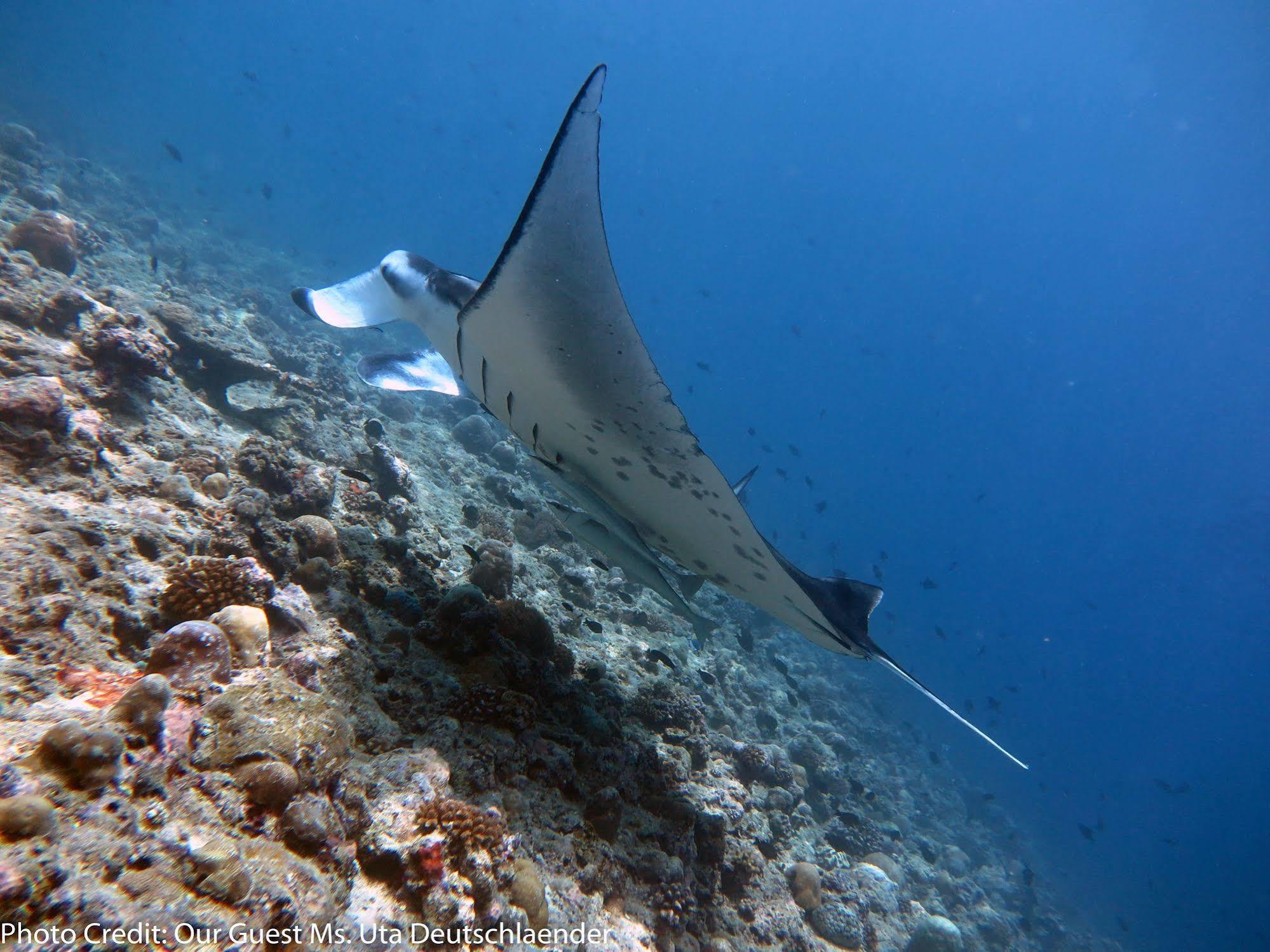 Boutique Beach All Inclusive Diving Hotel Dhigurah  Luaran gambar