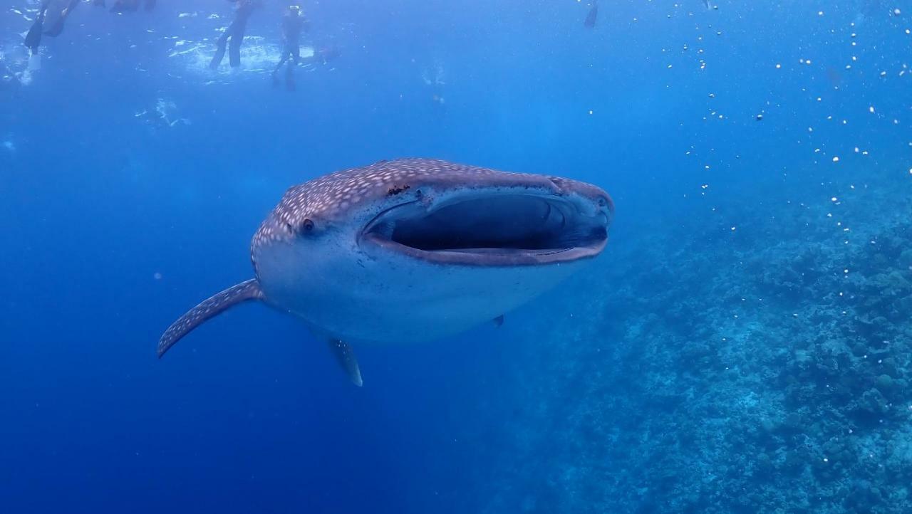 Boutique Beach All Inclusive Diving Hotel Dhigurah  Luaran gambar